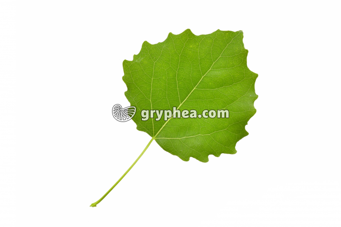 Peuplier tremble - feuille (Populus tremula)  - gryphea.com